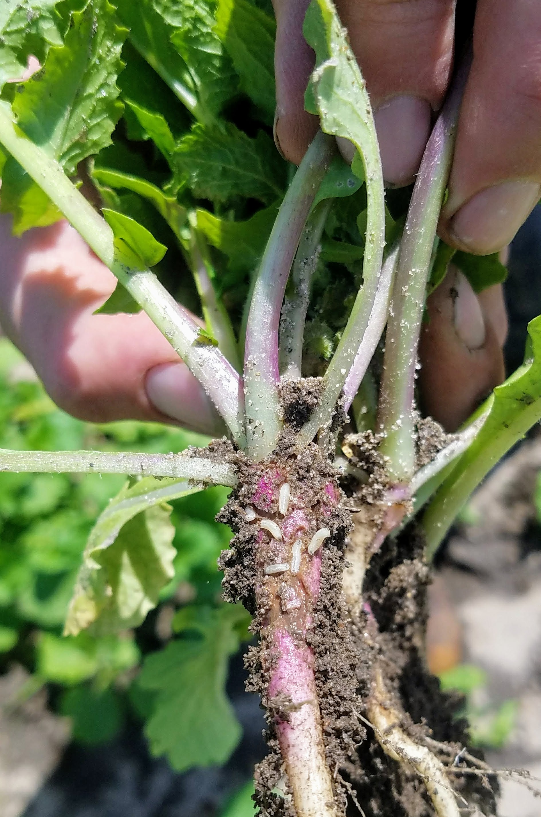 cabbage maggots
